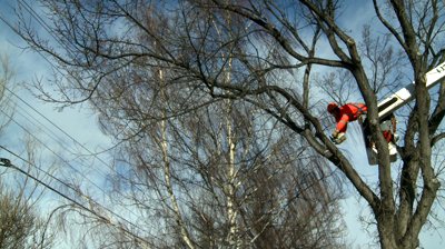 OSHA tree care services